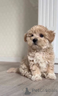 Photo №1. maltipu - à vendre en ville de Stralsund | Gratuit | Annonce №147553