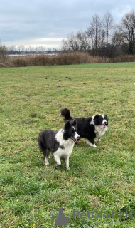 Photos supplémentaires: Chiot border collie, pur-sang