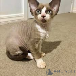 Photo №3. Chatons Cornish Rex disponibles à la vente.. Belgique