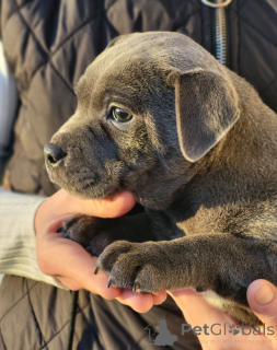 Photo №4. Je vais vendre staffordshire bull terrier en ville de Etterbek. annonce privée - prix - 620€