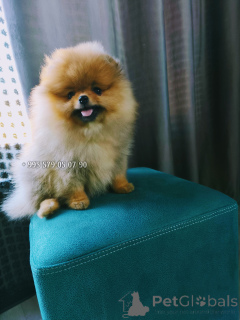 Photo №1. spitz nain - à vendre en ville de Tbilissi | négocié | Annonce №163833