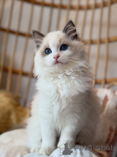 Photo №1. ragdoll - à vendre en ville de Éthers | négocié | Annonce № 155567
