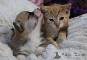 Photo №4. Je vais vendre welsh corgi en ville de Berlin. éleveur - prix - négocié