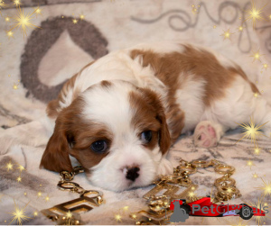 Photo №1. cavalier king charles spaniel - à vendre en ville de Minsk | négocié | Annonce №145656