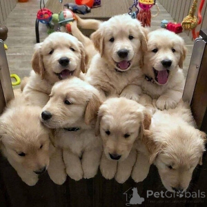Photo №2 de l'annonce № 149690 de la vente golden retriever - acheter à Allemagne 