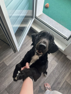 Photo №1.  - à vendre en ville de Berlin | Gratuit | Annonce №152369