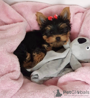 Photo №1. yorkshire terrier - à vendre en ville de Bamberg | 265€ | Annonce №119348