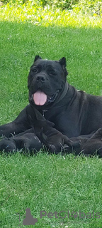 Photo №4. Je vais vendre cane corso en ville de Smederevska Palanka. annonce privée - prix - négocié