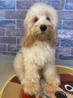 Photo №1. cocker spaniel anglais, caniche (nain) - à vendre en ville de Voronezh | négocié | Annonce №159710
