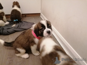 Photo №3. Chiots Saint-Bernard.. Suède