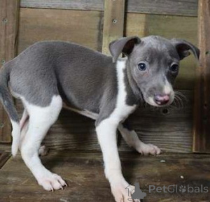 Photo №1. lévrier greyhound - à vendre en ville de Eschenau | 350€ | Annonce №170141