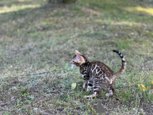 Photo №2 de l'annonce № 40290 de la vente bengal - acheter à Italie annonce privée, de la fourrière, éleveur