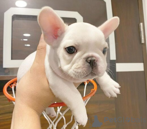 Photo №2 de l'annonce № 126124 de la vente bouledogue - acheter à Australie 