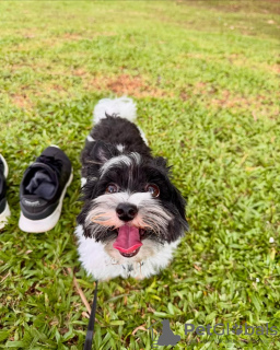 Photo №1. yorkshire terrier - à vendre en ville de Мадрид | 350€ | Annonce №132658