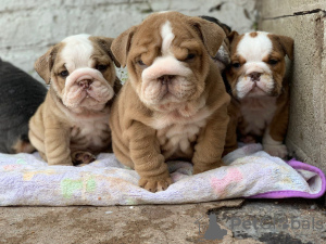 Photos supplémentaires: Chiots bouledogues anglais de santé disponibles à la vente dans des foyers