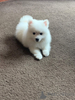 Photo №1. spitz japonais - à vendre en ville de Florenville | 750€ | Annonce №164872