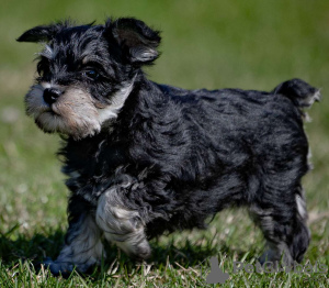 Photo №1. schnauzer miniature - à vendre en ville de Prague | 331€ | Annonce №111166