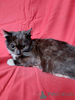 Photo №2 de l'annonce № 161567 de la vente  - acheter à Fédération de Russie annonce privée