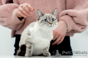 Photo №3. Le chat thaïlandais Latifa entre de bonnes mains. Fédération de Russie
