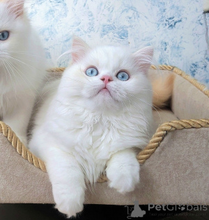 Photo №4. Je vais vendre scottish straight en ville de Essentituki. de la fourrière - prix - négocié