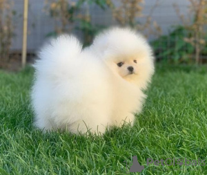 Photo №4. Je vais vendre spitz nain en ville de Aachen. annonce privée - prix - 265€