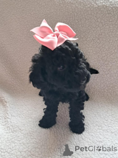 Photo №4. Je vais vendre caniche (jouet) en ville de Lépie. annonce privée - prix - 560€