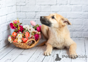 Photo №4. Je vais vendre chien bâtard en ville de Rivière moscou. annonce privée - prix - Gratuit