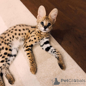 Photos supplémentaires: chatons ocelot , serval et caracal disponibles