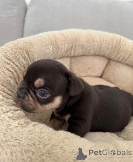 Photo №1. bouledogue - à vendre en ville de Almería | 400€ | Annonce №172862