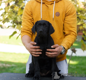 Photos supplémentaires: Chiots labrador retriever