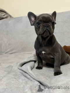 Photo №4. Je vais vendre bouledogue en ville de Espoo. annonce privée - prix - Gratuit