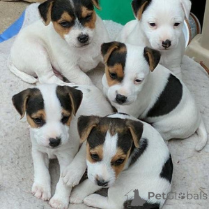 Photo №1. jack russell terrier - à vendre en ville de Bruxelles | Gratuit | Annonce №160506