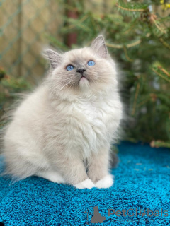 Photos supplémentaires: Magnifiques chatons à vendre, les enfants attendent leurs nouveaux parents