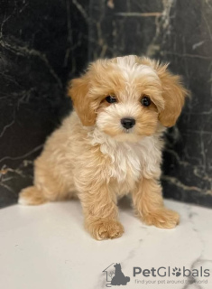 Photo №1. bichon maltais - à vendre en ville de London Borough of Hammersmith and Fulham | 331€ | Annonce №125603