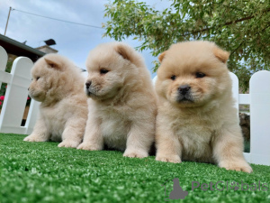 Photo №3. Chow chow chow est toujours le meilleur poison. Serbie