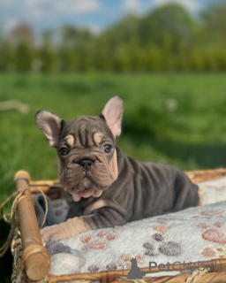Photo №1. bouledogue - à vendre en ville de Munich | 750€ | Annonce №150651