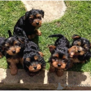 Photo №1. yorkshire terrier - à vendre en ville de Leipzig | négocié | Annonce №137634