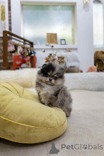 Photo №1. spitz nain - à vendre en ville de Madrid | 200€ | Annonce №151659