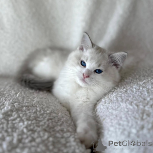 Photo №1. ragdoll - à vendre en ville de Cinkiškiai | négocié | Annonce № 156270