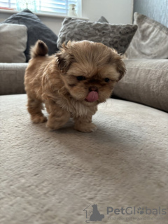 Photo №2 de l'annonce № 103519 de la vente shih tzu - acheter à Allemagne annonce privée