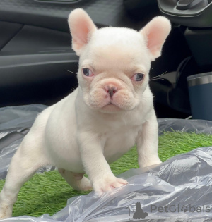 Photo №1. bouledogue - à vendre en ville de Almería | négocié | Annonce №167206