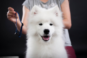 Photos supplémentaires: Samoyed. Montrer garçon