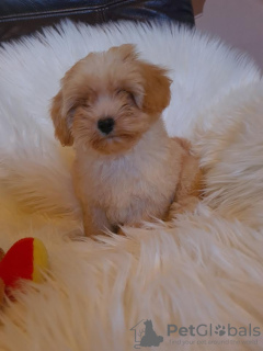 Photos supplémentaires: Chiots Maltipoo