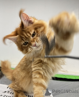 Photo №1. maine coon - à vendre en ville de Moscou | négocié | Annonce № 161312