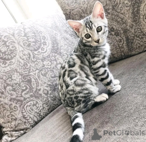 Photo №1. beagle - à vendre en ville de Berlin | 640€ | Annonce №163087