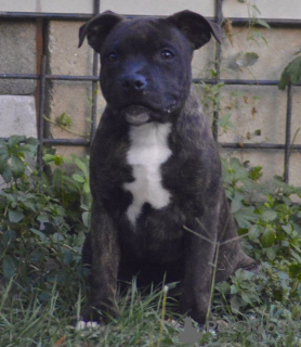 Photo №2 de l'annonce № 13610 de la vente staffordshire bull terrier - acheter à Fédération de Russie 