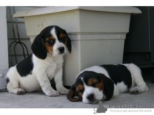 Photo №1. beagle - à vendre en ville de Genève | négocié | Annonce №124415