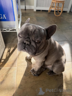 Photo №2 de l'annonce № 171691 de la vente bouledogue - acheter à Suisse annonce privée