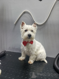 Photo №2 de l'annonce № 159967 de la vente west highland white terrier - acheter à La Grande-Bretagne annonce privée
