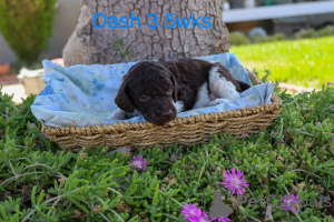 Photo №3. Standardpudelwelpen zu verkaufen. Danemark